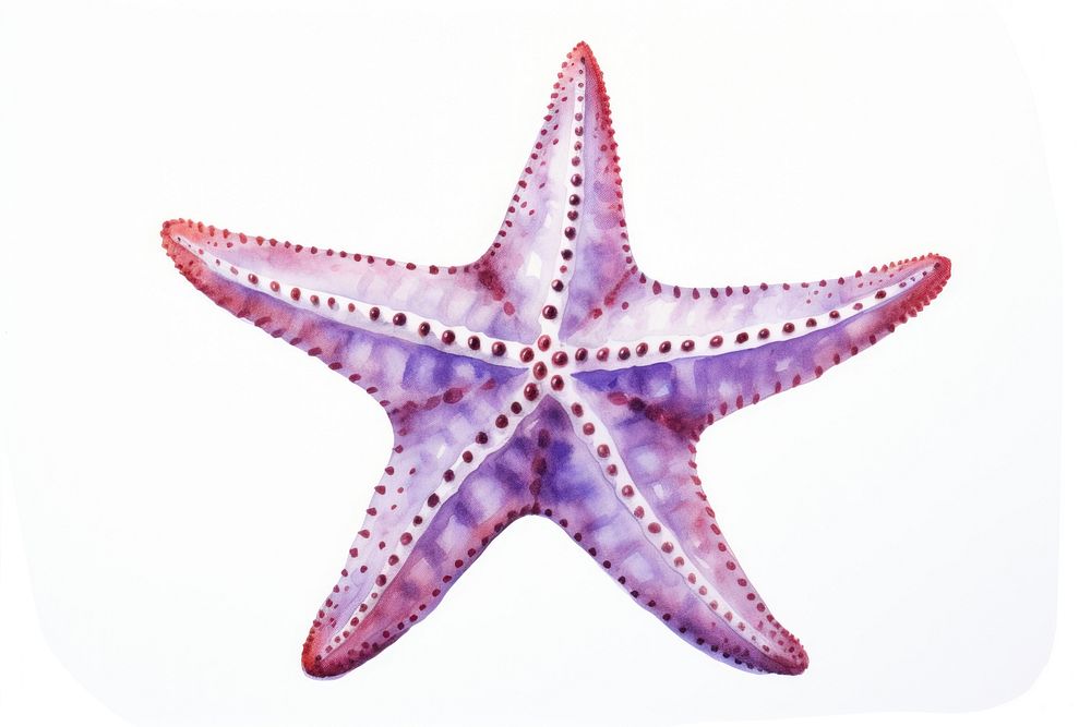 Starfish animal purple white background. AI generated Image by rawpixel.