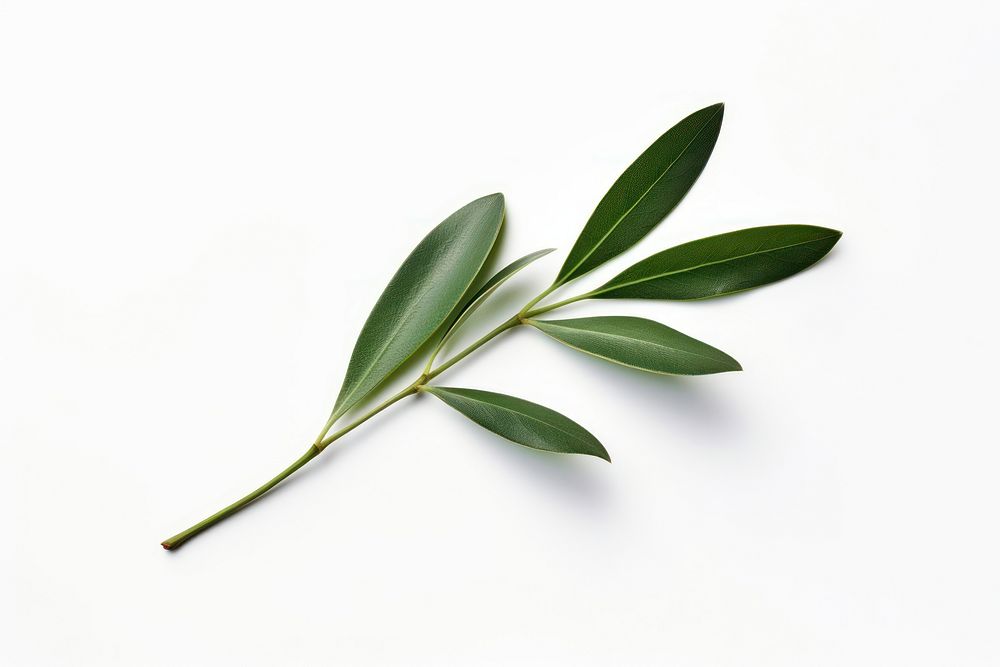 Decorative olive leaf branch. AI generated Image by rawpixel.