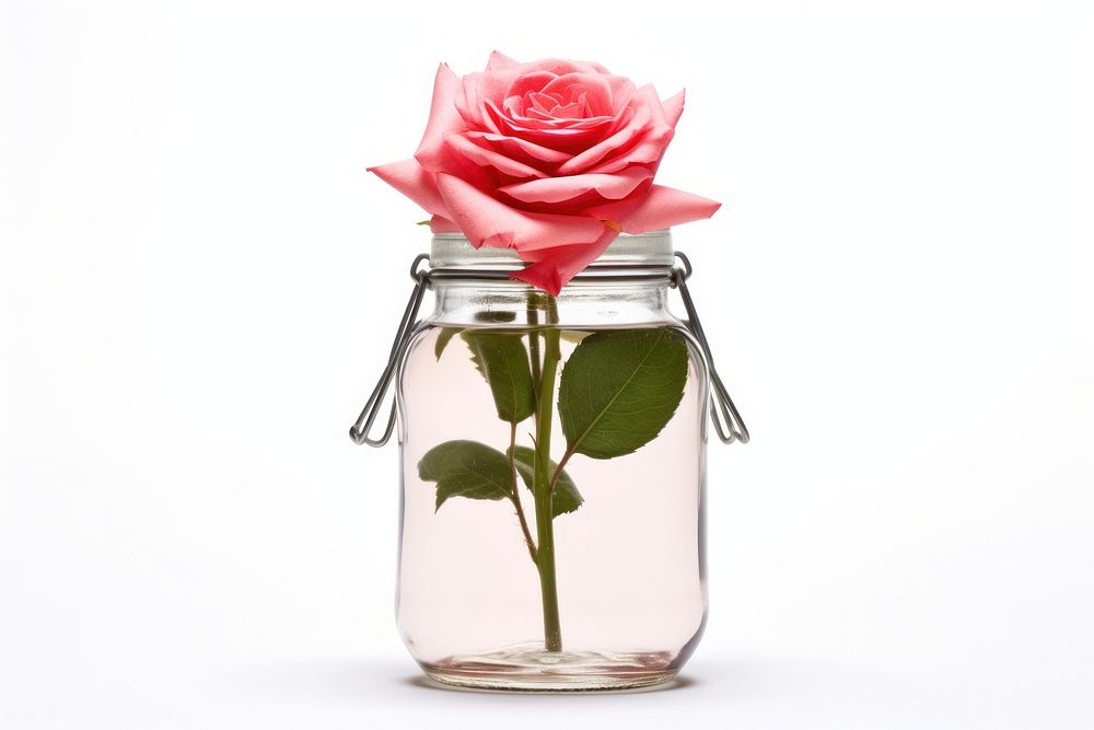 Rose jar flower plant. AI generated Image by rawpixel.