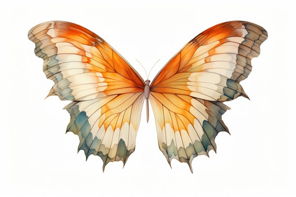 A butterfly wing animal insect white background. AI generated Image by rawpixel.