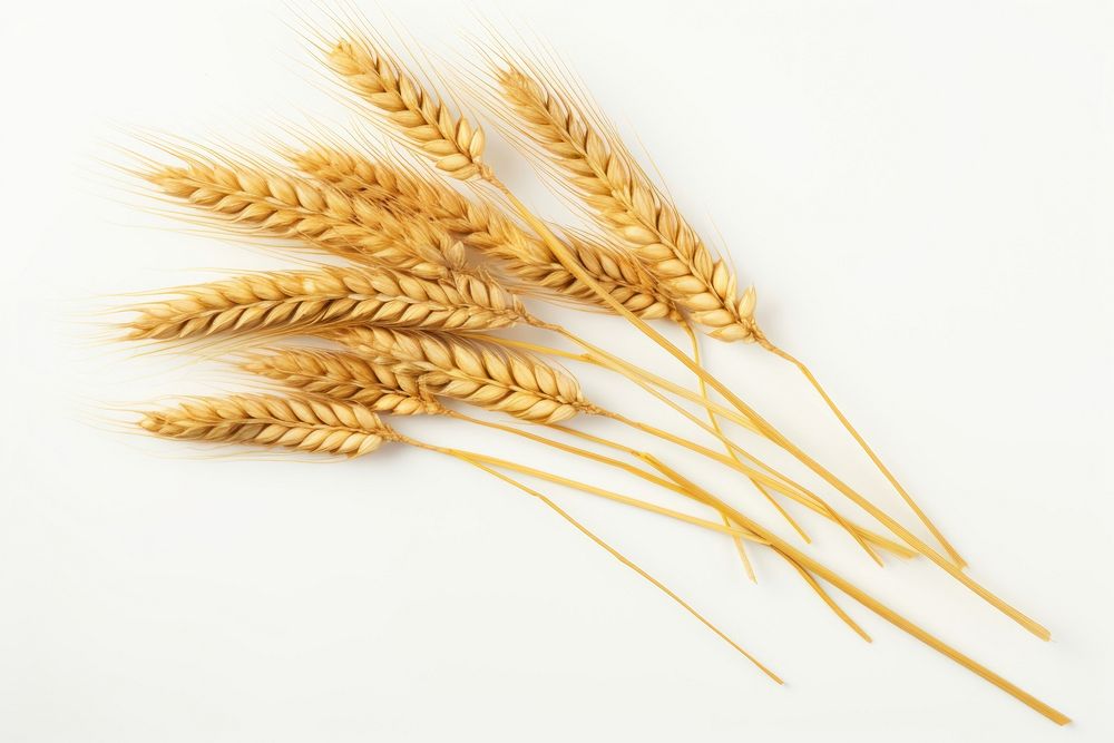 Barley wheat. AI generated Image by rawpixel.