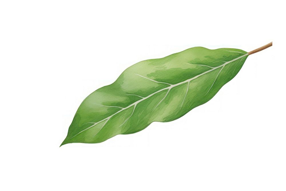 Laurel plant leaf white background. AI generated Image by rawpixel.