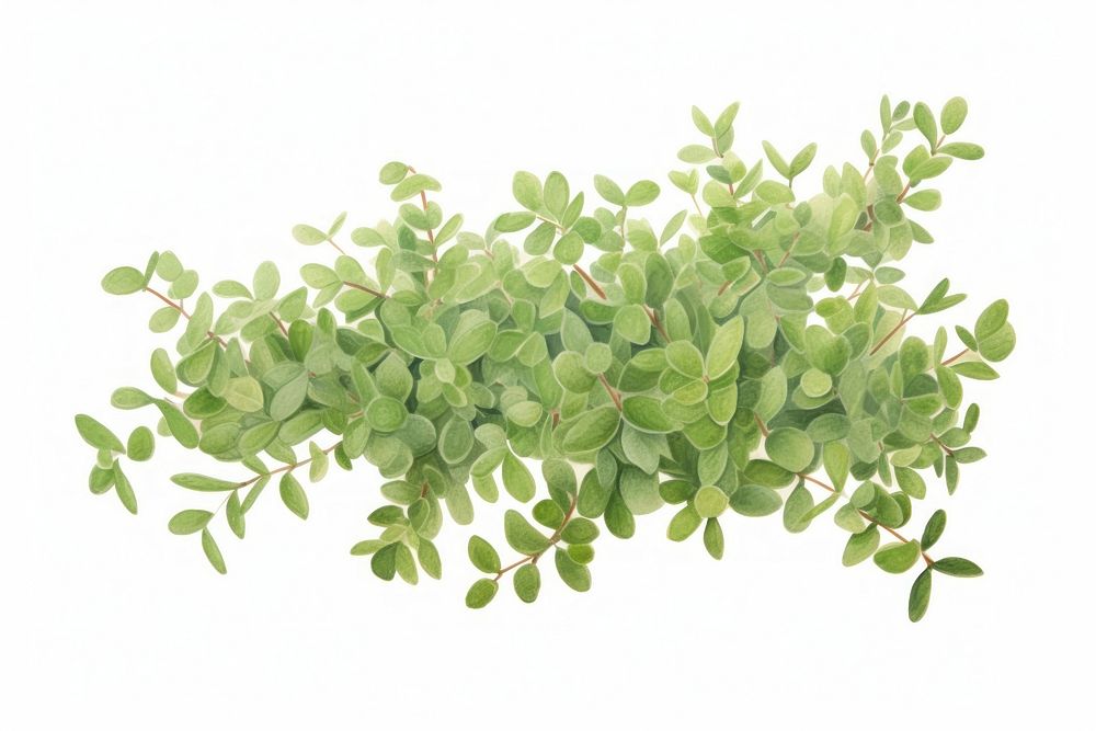 Bush plant herbs leaf. AI generated Image by rawpixel.