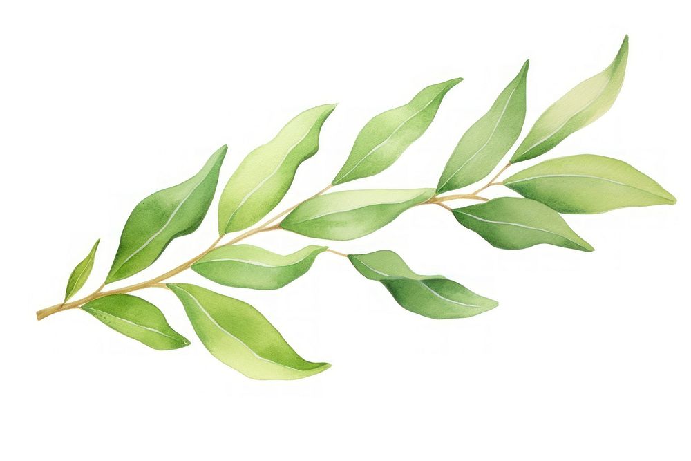 Laurel plant herbs leaf. AI generated Image by rawpixel.
