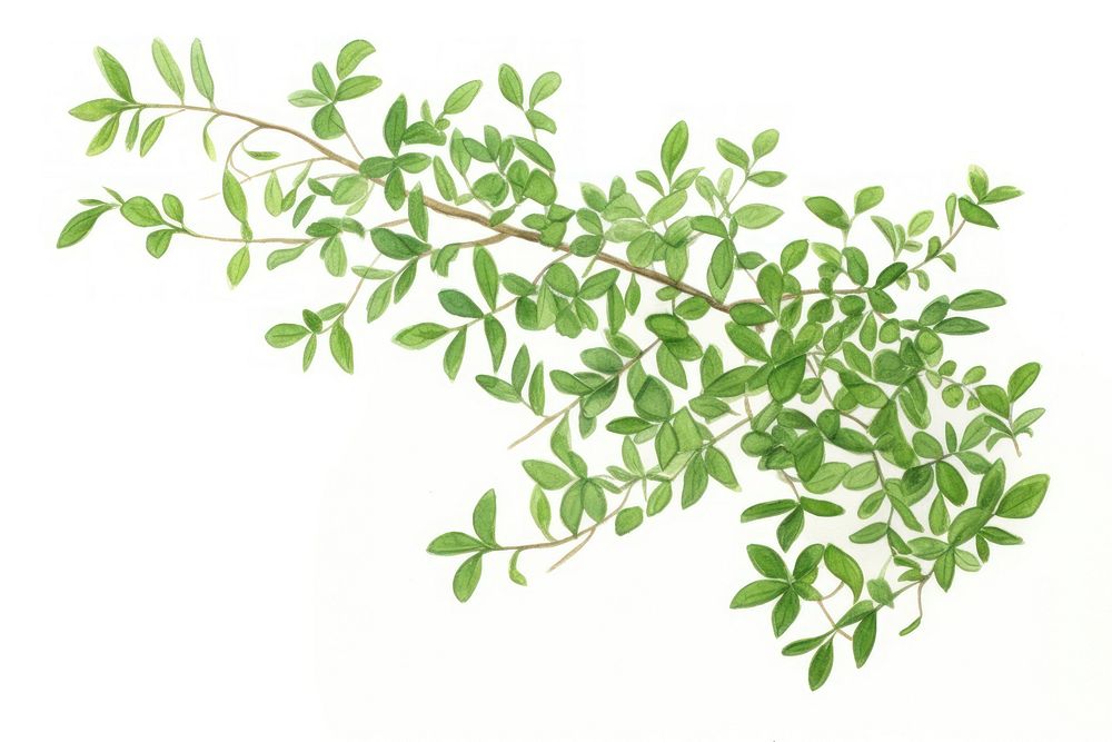 Bush plant herbs leaf. Premium Photo Illustration rawpixel