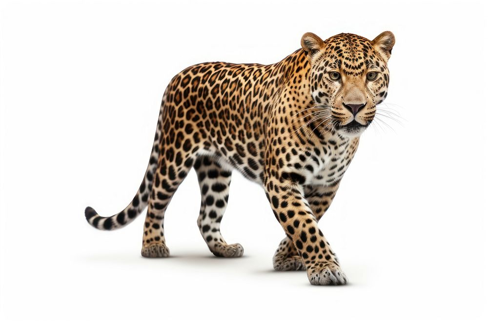 Jaguar wildlife leopard cheetah. AI generated Image by rawpixel.