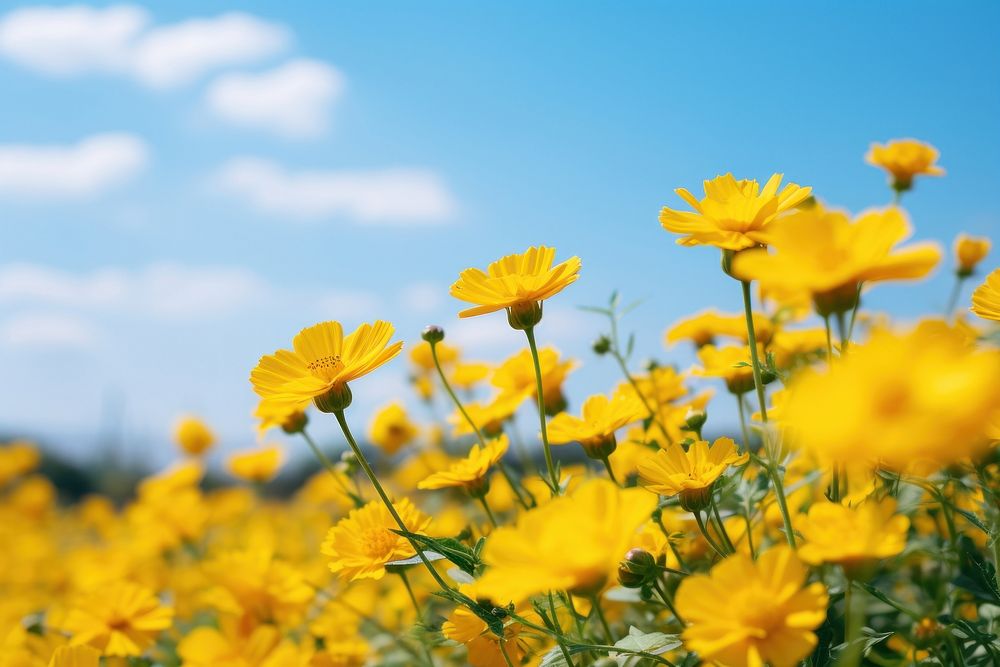 Yellow flower field landscape outdoors blossom. AI generated Image by rawpixel.