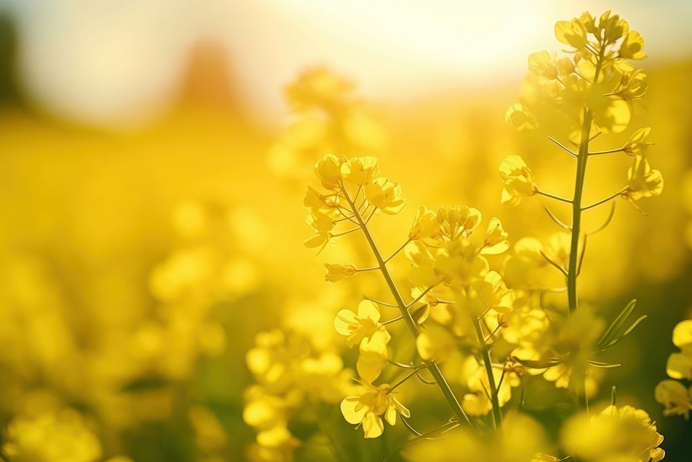 Rapeseed field detail rapeseed sunlight outdoors. AI generated Image by rawpixel.