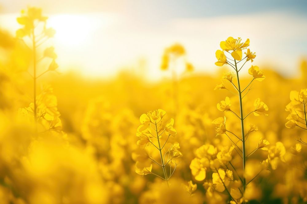 Rapeseed field detail landscape grassland rapeseed. 