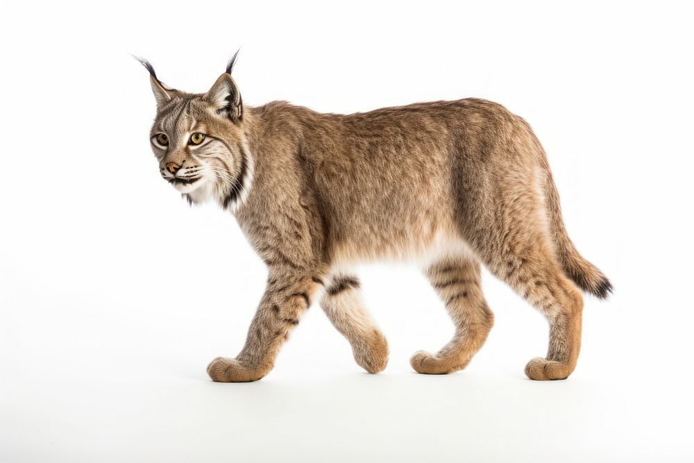 Canada lynx wildlife animal mammal. AI generated Image by rawpixel.