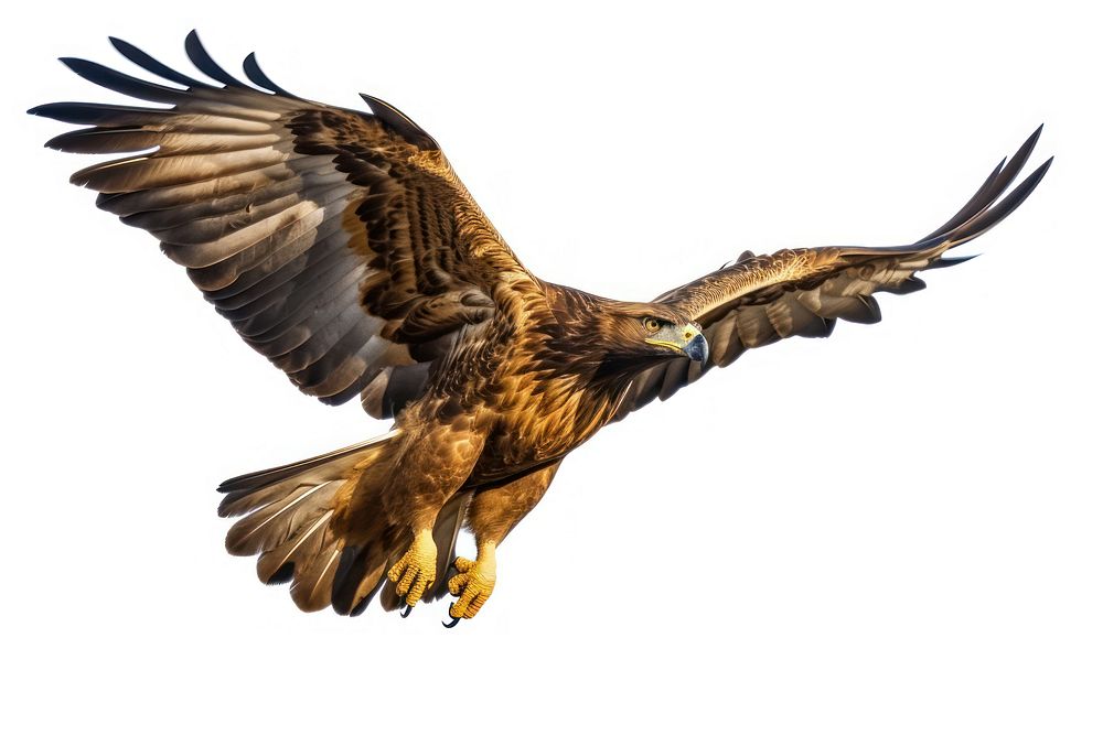 Golden Eagle flying buzzard vulture. | Free Photo - rawpixel