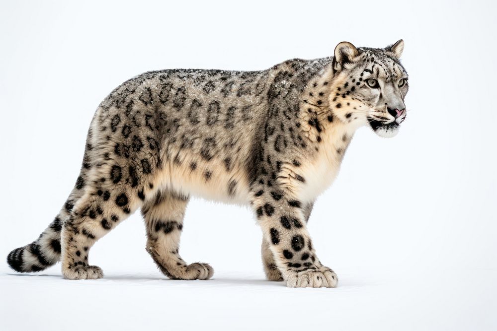 Snow leopard wildlife animal mammal. AI generated Image by rawpixel.