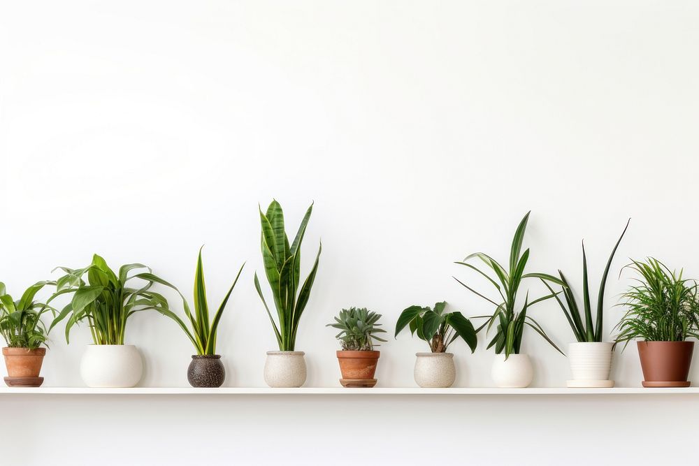 Aesthetic houseplant, home decor. AI generated Image by rawpixel.