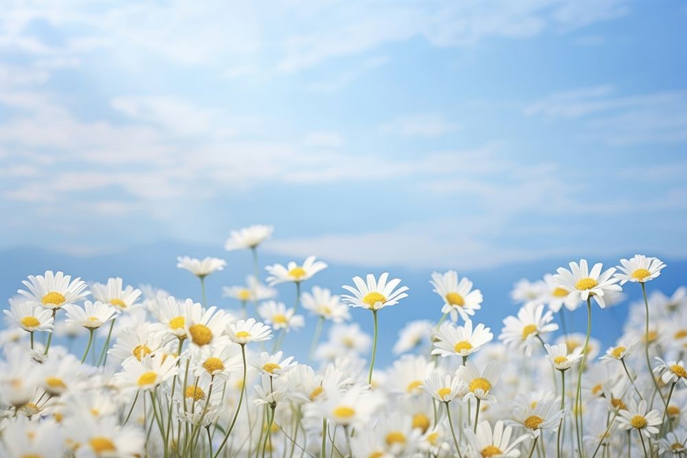 Daisy field landscape daisy backgrounds. AI generated Image by rawpixel.