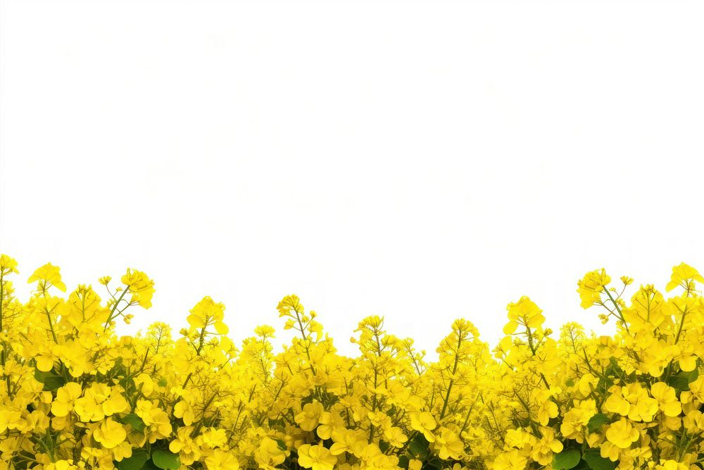 Rapeseed field detail backgrounds landscape rapeseed. AI generated Image by rawpixel.