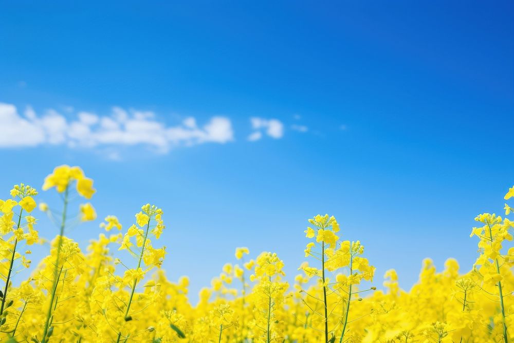 Rapeseed field detail landscape sky backgrounds. AI generated Image by rawpixel.