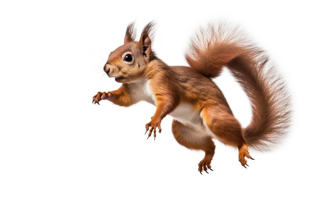 Squirrel jumping animal rodent mammal. 