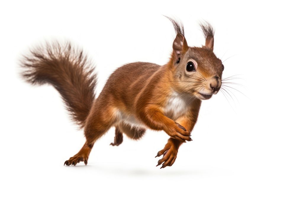 Squirrel running animal mammal rodent. AI generated Image by rawpixel.