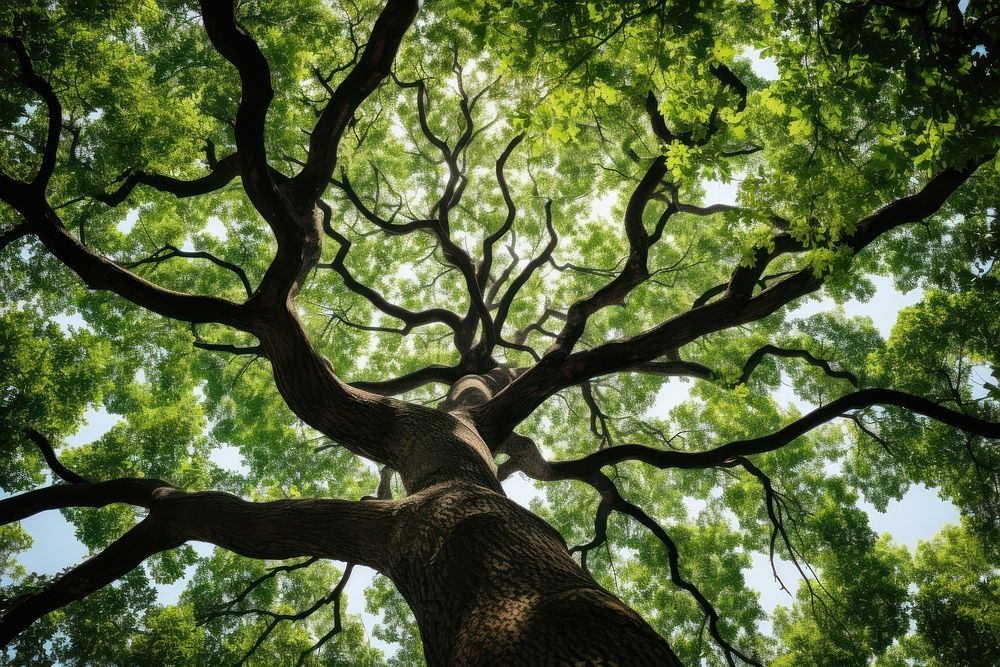 Tree outdoors woodland branch. 