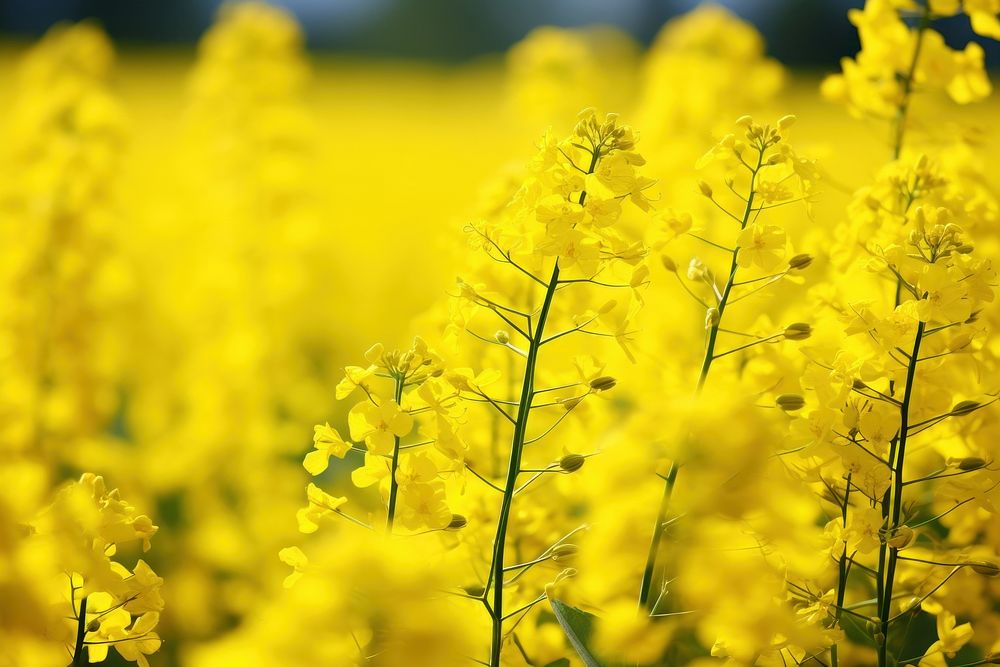 Rapeseed field detail backgrounds rapeseed outdoors. AI generated Image by rawpixel.
