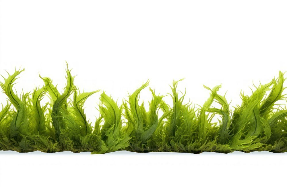 Ocean seaweed plant white background freshness. AI generated Image by rawpixel.