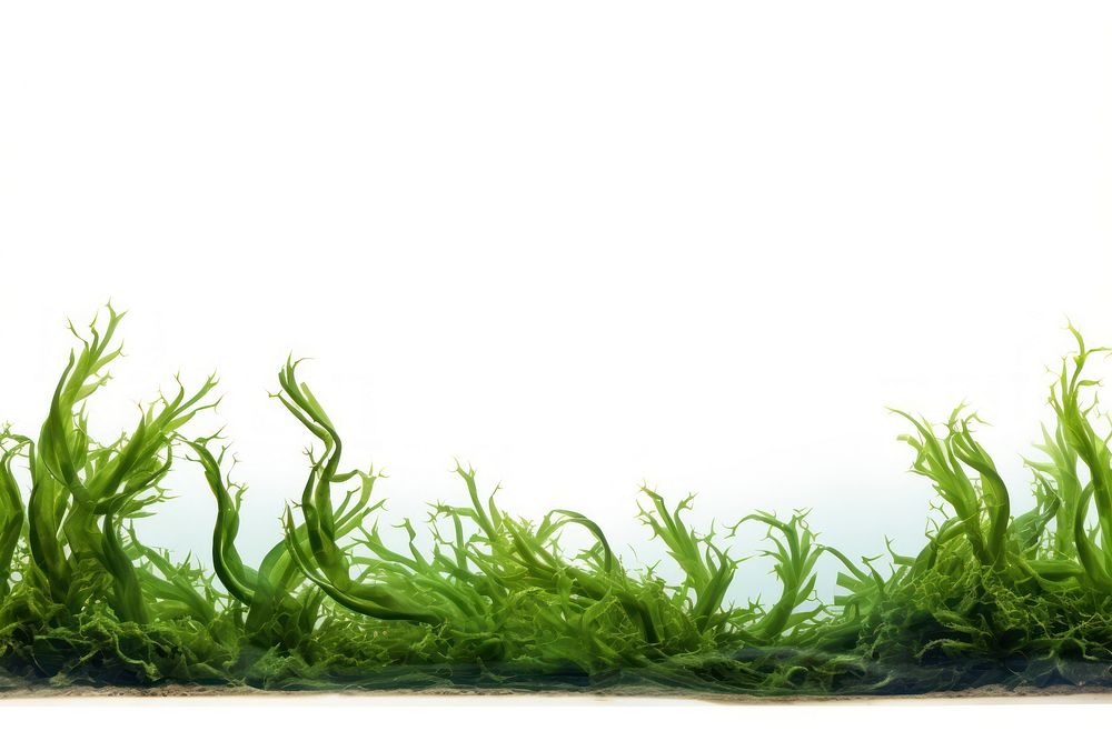 Ocean seaweed plant grass algae. AI generated Image by rawpixel.