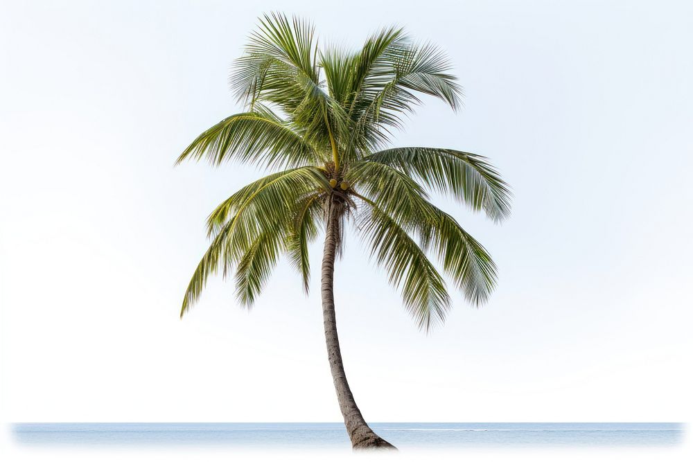 Coconut tree outdoors nature plant. AI generated Image by rawpixel.