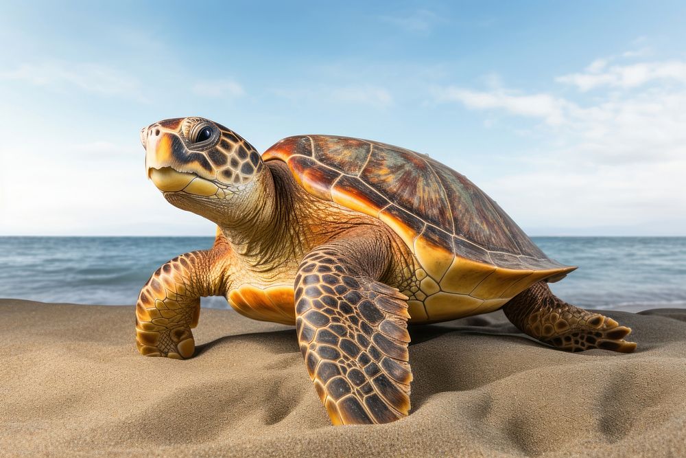 Sea turtle outdoors reptile nature. | Premium Photo - rawpixel