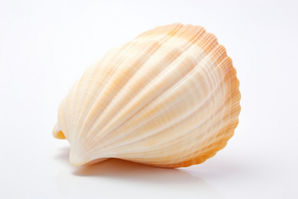 Seashell conch clam food. AI generated Image by rawpixel.