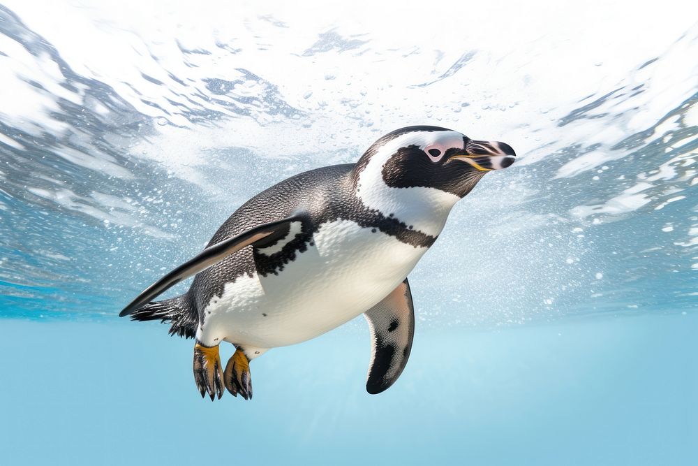 Penguin swimming animal bird. AI generated Image by rawpixel.