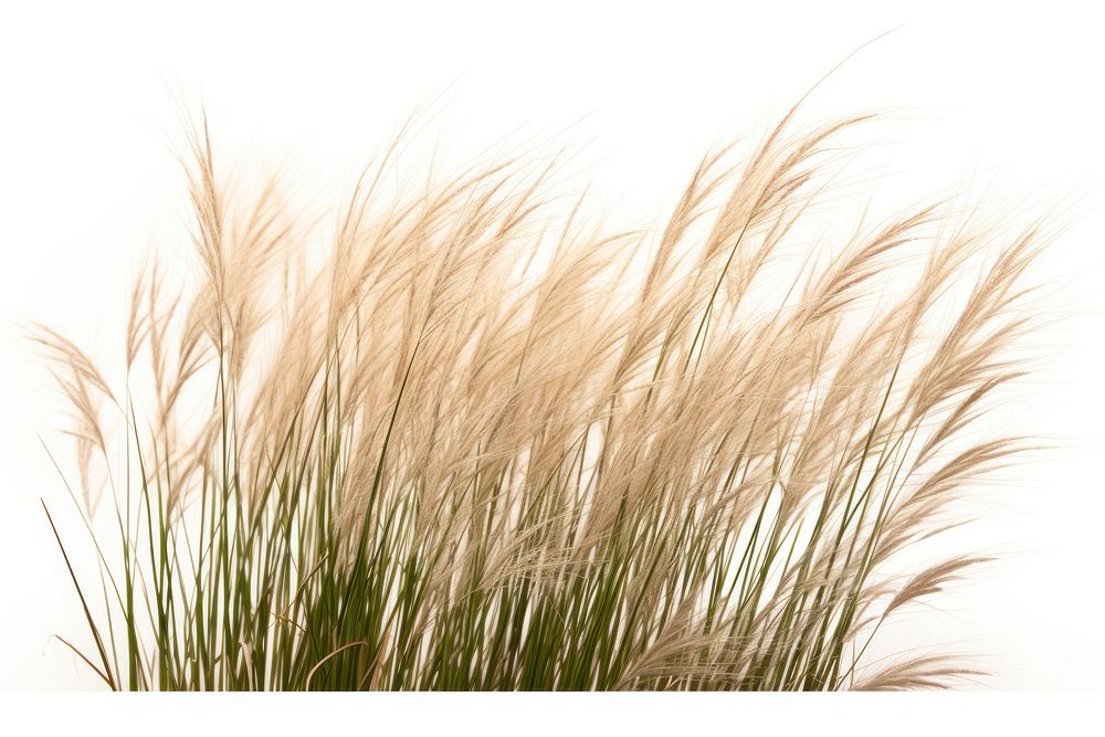 Savanna grass plant white background tranquility. AI generated Image by rawpixel.