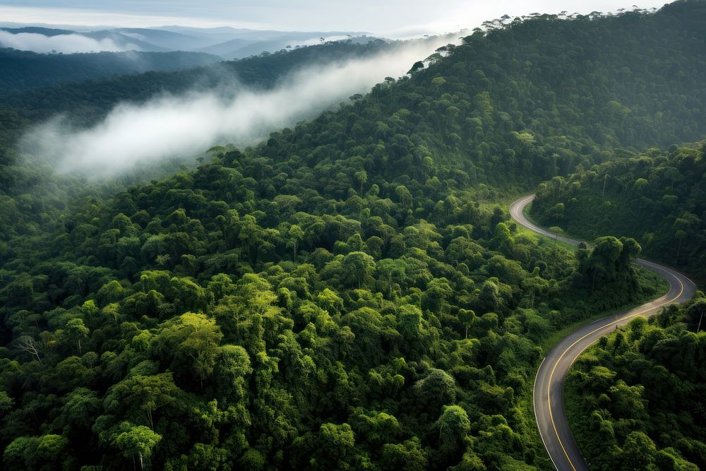 Road forest vegetation rainforest. AI generated Image by rawpixel.