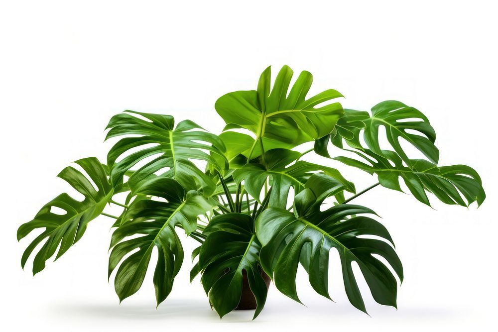 Philodendron tortum plant leaf white background. AI generated Image by rawpixel.