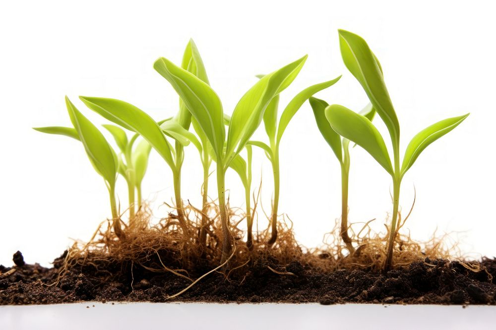 Seed Grow plant leaf soil white background. AI generated Image by rawpixel.