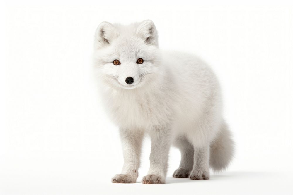 Arctic fox wildlife mammal animal. AI generated Image by rawpixel.