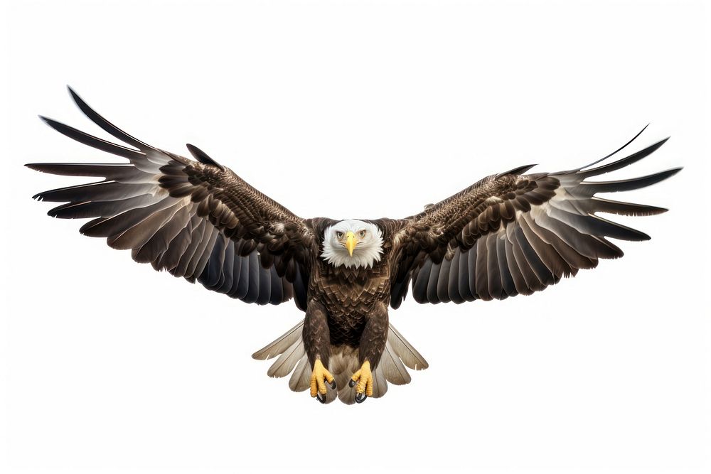 Eagle animal flying bird. AI generated Image by rawpixel.