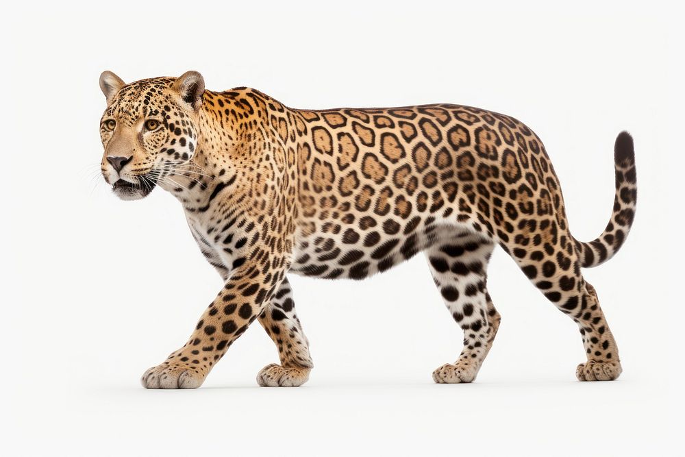 Jaguar wildlife leopard cheetah. AI generated Image by rawpixel.