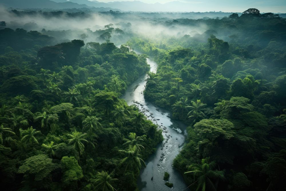 Tropical rainforest vegetation outdoors nature. AI generated Image by rawpixel.