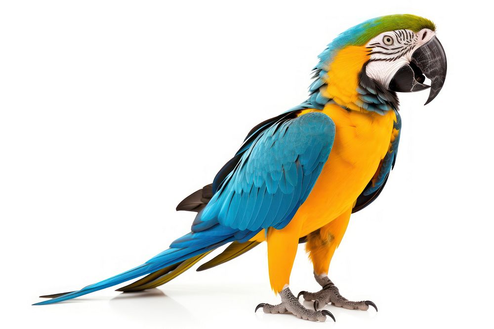 Animal parrot yellow macaw. AI generated Image by rawpixel.
