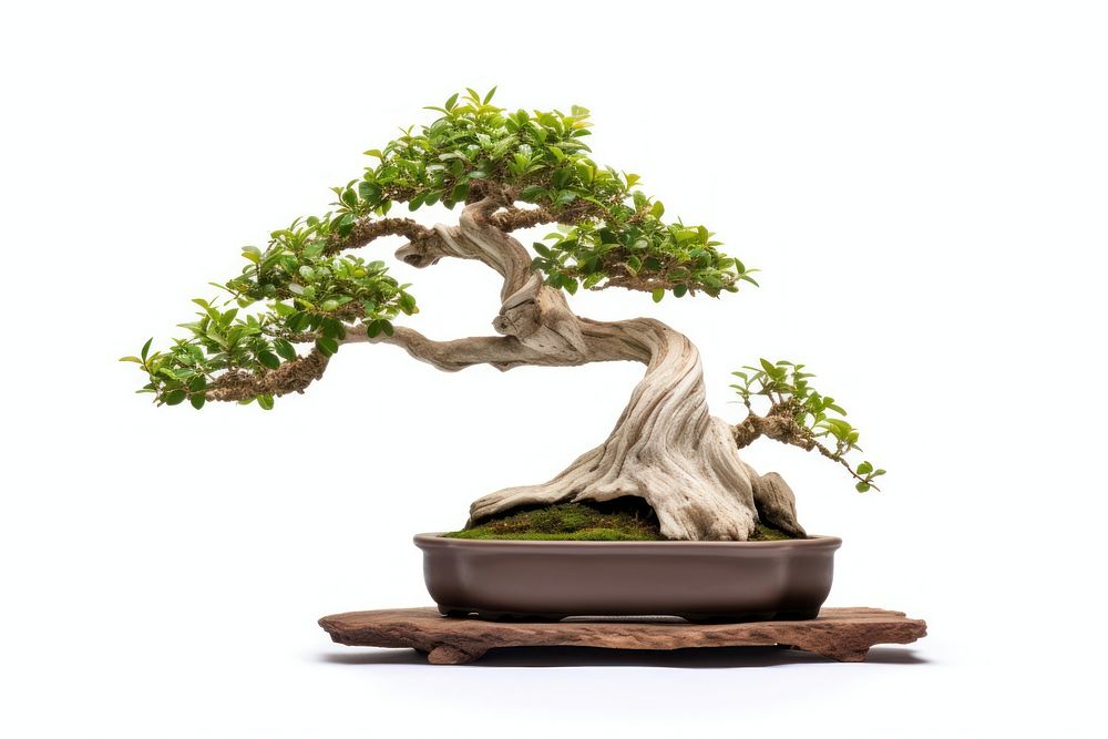 Real Bonsai bonsai plant tree. AI generated Image by rawpixel.