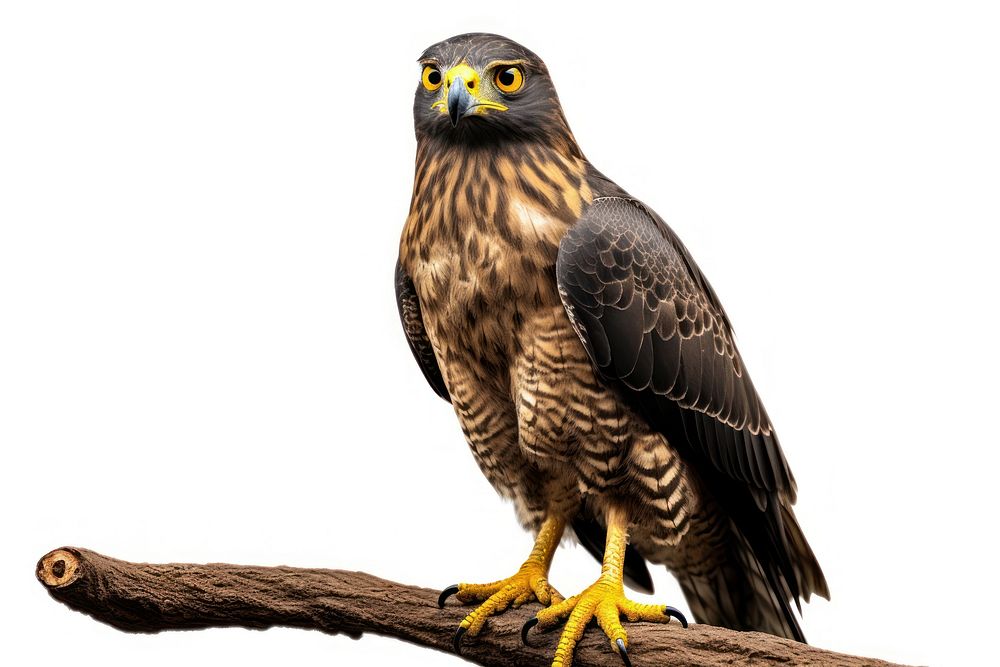 Crested serpent eagle buzzard animal beak. AI generated Image by rawpixel.
