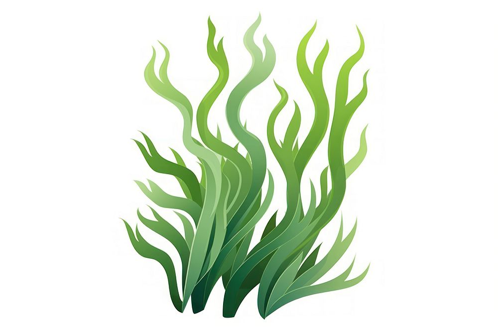 Seaweed white background wheatgrass nature. 