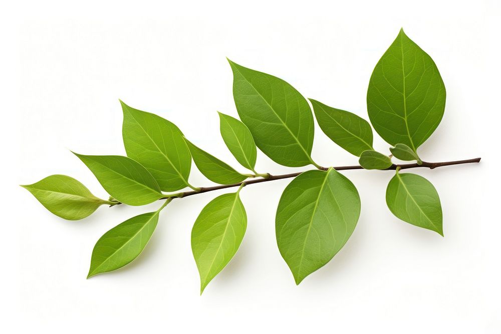 Jasmine leaf plant tree white background. AI generated Image by rawpixel.