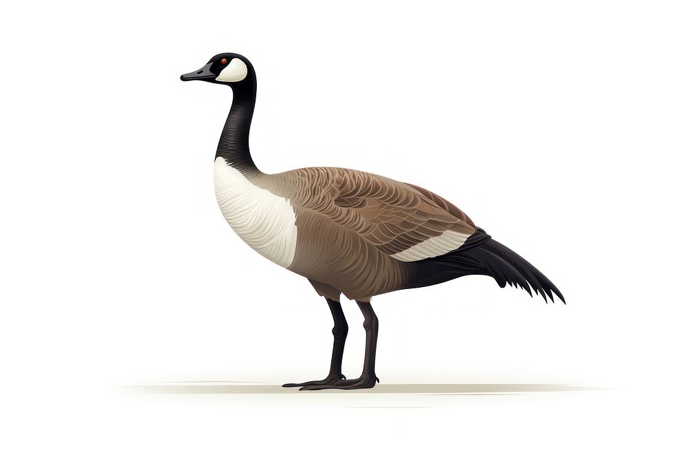 A canada goose animal bird white background. 