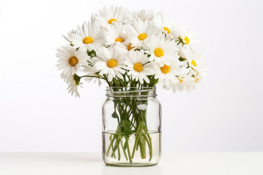 White daisy jar flower plant. 