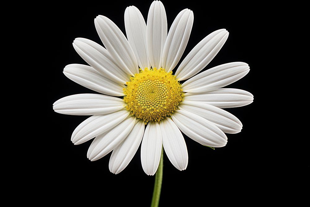 White daisy blossom flower petal. 