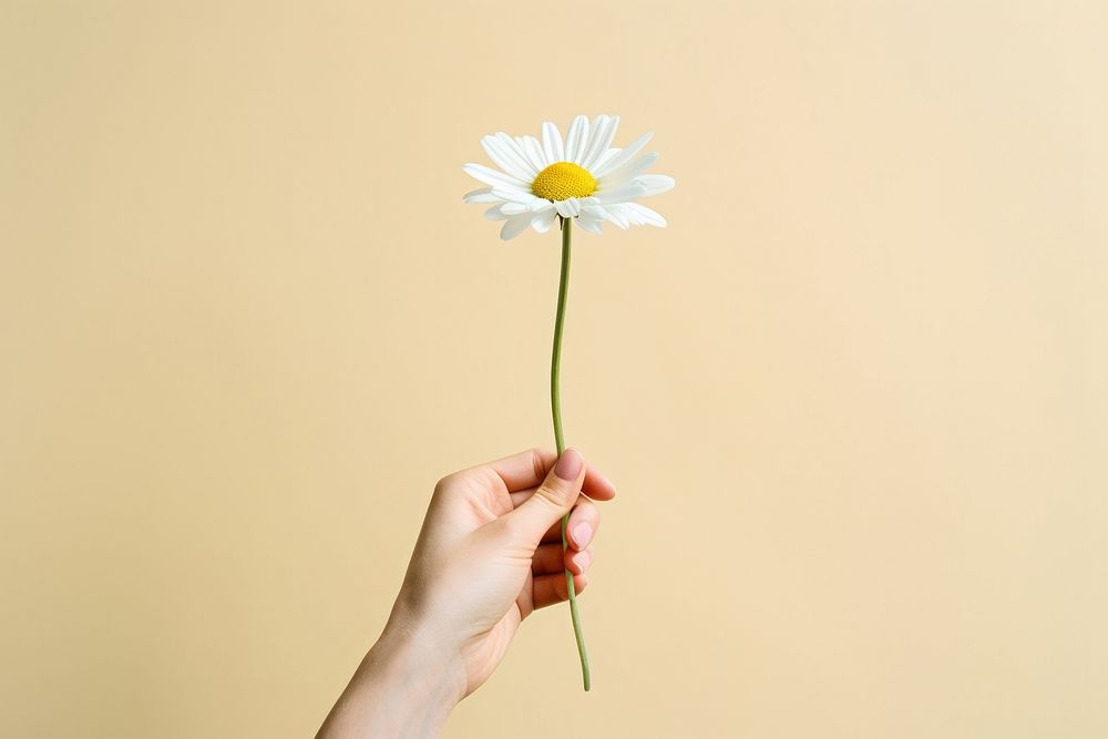 Hand holding flower daisy finger petal plant. 