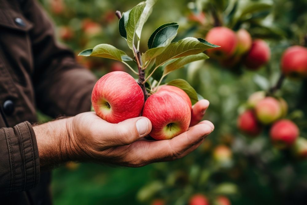 Farmer picking apple plant fruit food. 