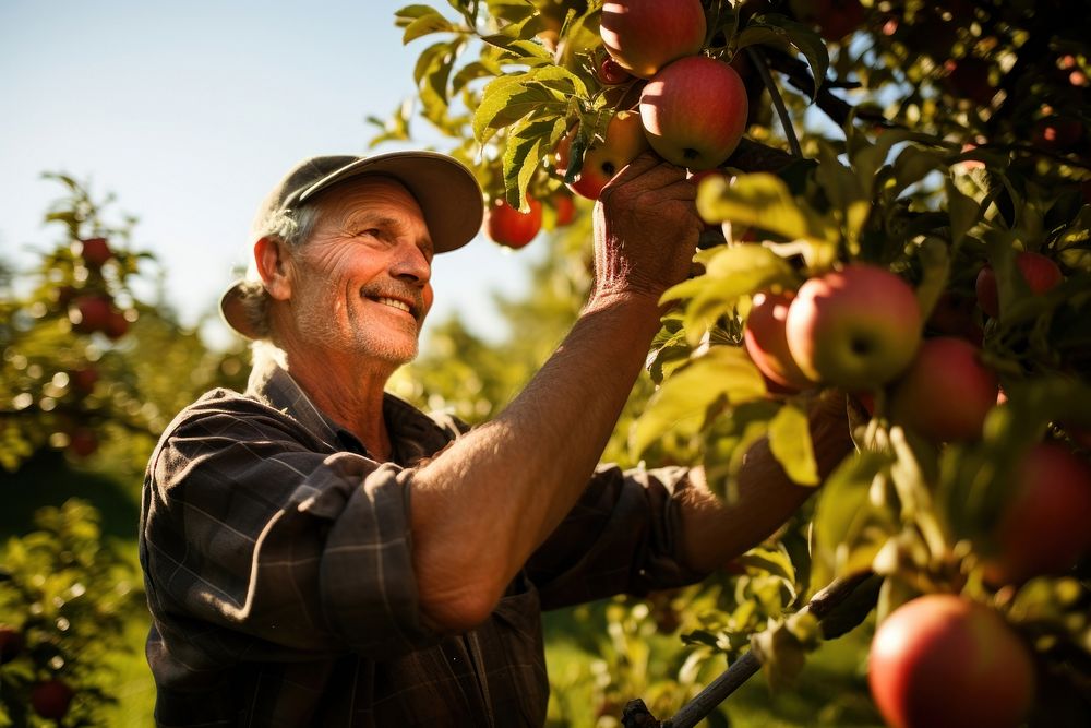 Farmer picking apple agriculture gardening outdoors. 