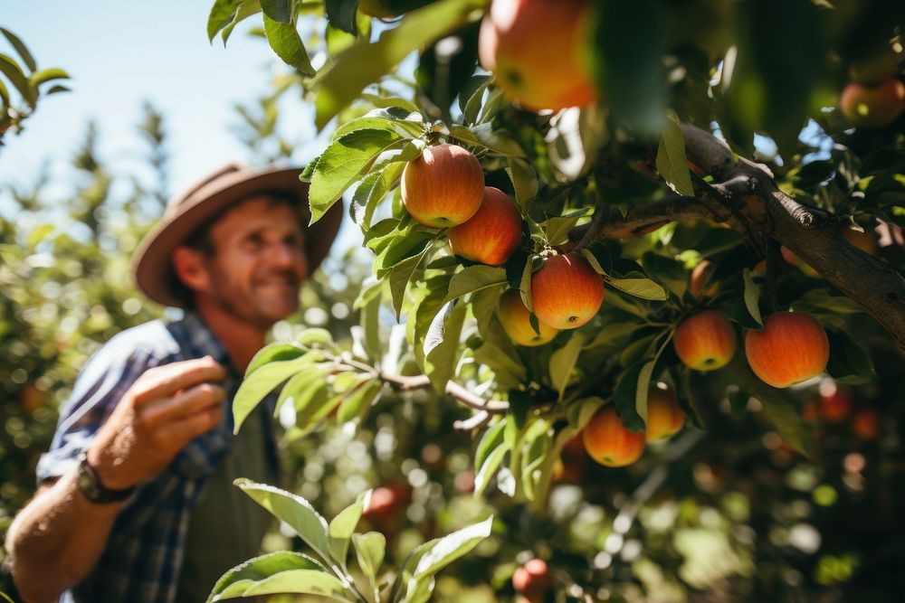 Farmer picking apple outdoors nature plant. 